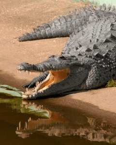 crocs2
